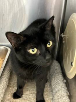 Domestic Short Hair Cats Available for Adoption in Lambertville, New Jersey - Natasha | PetCurious