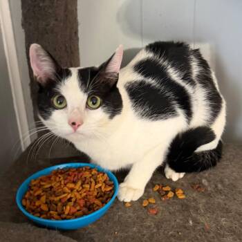 Mars -  Domestic Short Hair Cat for Adoption in Midland, Texas - Mars | PetCurious