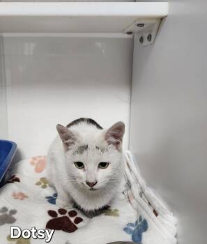 Rescue Domestic Short Hair Cats for Adoption in Wabash, Indiana - Dotsy | PetCurious