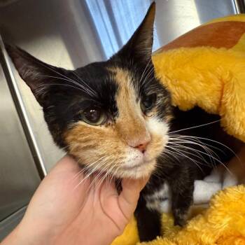 Opal -  Domestic Short Hair Cat for Adoption in Midland, Texas - Opal | PetCurious