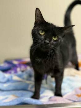Rescue Domestic Short Hair Cats for Adoption in Batavia, Ohio - Yubaba | PetCurious