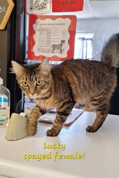 Lucky -  Maine Coon and Domestic Medium Hair Cat for Adoption in Stanton, Kentucky - Lucky | PetCurious