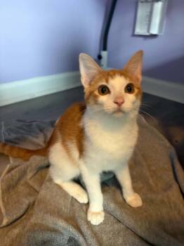 Valvoline -  Domestic Short Hair Cat for Adoption in Newnan, Georgia - Valvoline | PetCurious