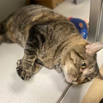 STAN -  Domestic Short Hair Cat for Adoption in Aurora, Colorado - STAN | PetCurious