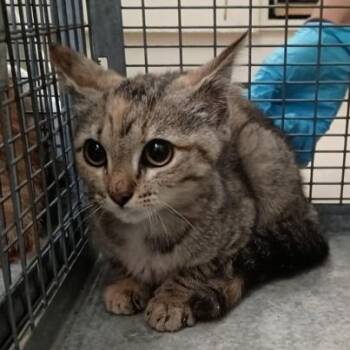 Bo Peep -  Domestic Short Hair Cat for Adoption in Athens, Georgia - Bo Peep | PetCurious