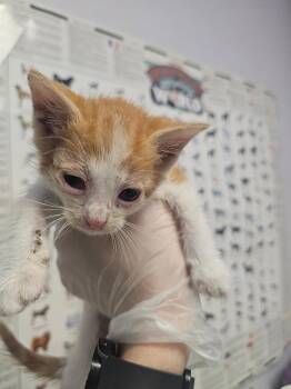 Domestic Short Hair Cats Available for Adoption in New Braunfels, Texas - Knives | PetCurious