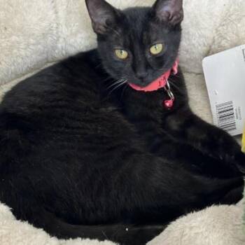 Holly -  Domestic Short Hair Cat Available for Adoption in NEW PT RICHEY, Florida - Holly | PetCurious