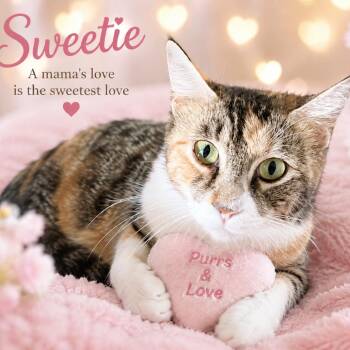 Sweetie -  Domestic Short Hair Cat for Adoption in League City, Texas - Sweetie | PetCurious