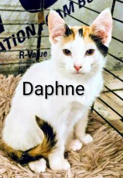 Rescue Calico Cats for Adoption in Binghamton, New York - Daphne | PetCurious