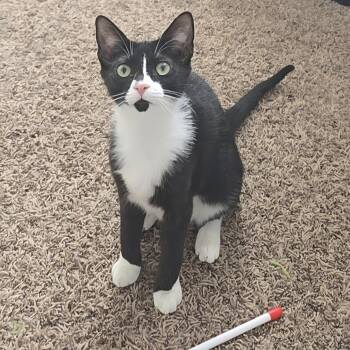 Domestic Short Hair Cats Available for Adoption in Buffalo, New York - Marbles | PetCurious