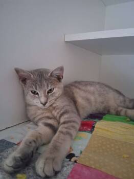 Rescue Domestic Short Hair Cats for Adoption in Hillsboro, Ohio - Penny Hofstadter | PetCurious