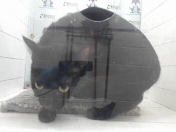 Domestic Short Hair Cats Available for Adoption in Orlando, Florida - LIDRA | PetCurious