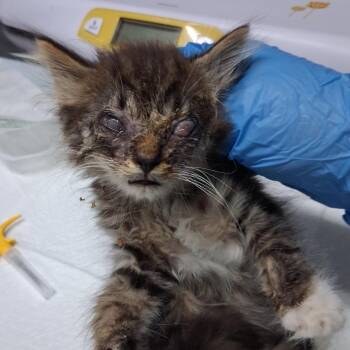 Lens -  Domestic Short Hair Cat for Adoption in Summerville, South Carolina - Lens | PetCurious