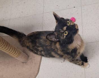 Rescue Domestic Short Hair Cats for Adoption in Monson, Massachusetts - Maiasuara | PetCurious