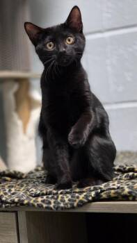 Domestic Short Hair Cats Available for Adoption in Huntington, Indiana - Jeanie | PetCurious