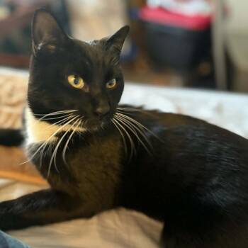 Domestic Short Hair Cats Available for Adoption - Frank | PetCurious
