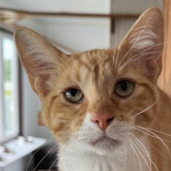 Stuffing -  Domestic Short Hair Cat for Adoption in Auburn, Nebraska - Stuffing | PetCurious