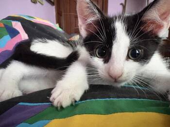 Clover (Cow Herd Litter) -  Domestic Short Hair Cat for Adoption in Baltimore, Maryland - Clover (Cow Herd Litter) | PetCurious