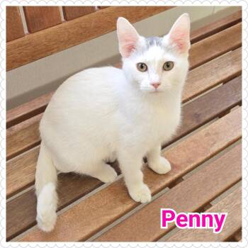 Domestic Short Hair Cats Available for Adoption - Penny | PetCurious