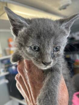 Shanda -  Domestic Short Hair Cat for Adoption in West Memphis, Arkansas - Shanda | PetCurious