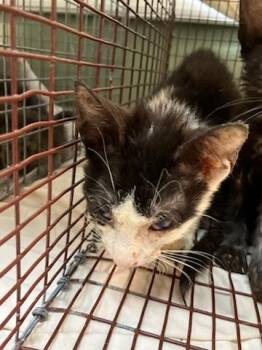 ROLY POLY -  Domestic Short Hair Cat for Adoption in Jacksonville, Florida - ROLY POLY | PetCurious