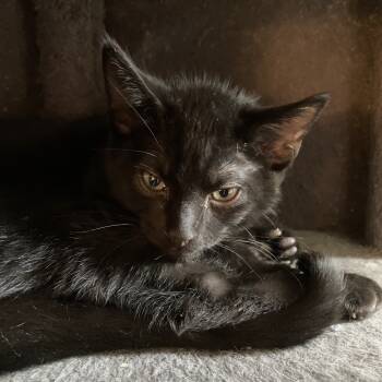 Rescue Domestic Short Hair Cats for Adoption - Mega Bit | PetCurious