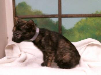 DOLLY -  Domestic Short Hair Cat for Adoption in Houston, Texas - DOLLY | PetCurious
