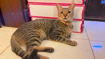 Mini Chili -  Domestic Short Hair Cat for Adoption in Lunenburg, Massachusetts - Mini Chili | PetCurious