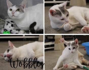 Domestic Short Hair Cats Available for Adoption - Wobbles | PetCurious