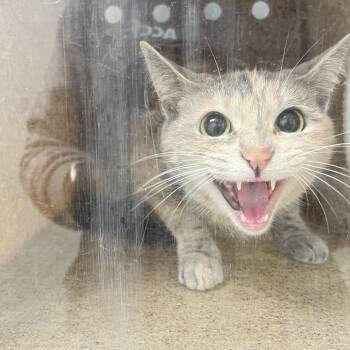 Mia bia -  Domestic Short Hair Cat for Adoption in Philadelphia, Pennsylvania - Mia Bia | PetCurious