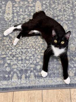 Binx -  Tuxedo Cat for Adoption in Scottsburg, Indiana - Binx | PetCurious