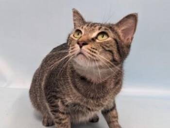 April -  Domestic Short Hair Cat for Adoption in Golden Valley, Minnesota - April | PetCurious