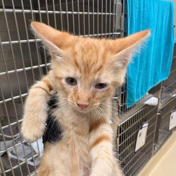 Sleepy -  Domestic Short Hair Cat for Adoption in Winston-salem, North Carolina - Sleepy | PetCurious