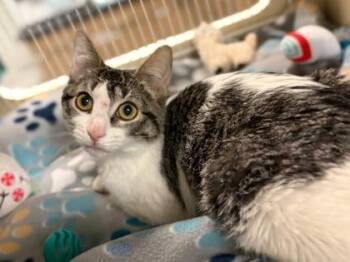 Domestic Medium Hair and Domestic Short Hair Cats Available for Adoption - Frog Legs | PetCurious