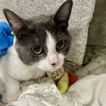 Rescue Domestic Short Hair Cats for Adoption in Merriam, Kansas - Katy | PetCurious