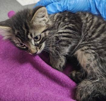 Empanada -  Domestic Short Hair Cat for Adoption in Kennewick, Washington - Empanada | PetCurious