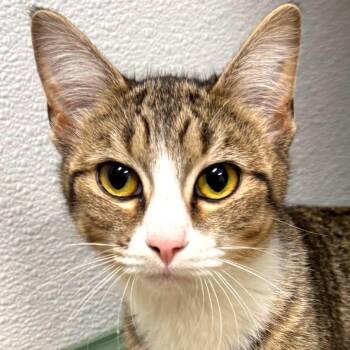 Alani -  Domestic Short Hair Cat for Adoption in Decatur, Georgia - Alani | PetCurious