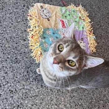 Domestic Short Hair Cats Available for Adoption in Mondovi, Wisconsin - Lola | PetCurious