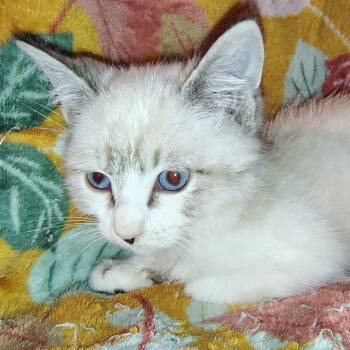 Rescue Siamese Cats for Adoption in New Braunfels, Texas - Eggnog | PetCurious