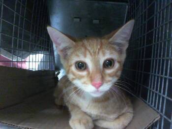A1269084 -  Domestic Short Hair Cat for Adoption in Charlotte, North Carolina - A1269084 | PetCurious