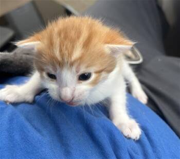 Rescue Domestic Medium Hair Cats for Adoption in Dallas, Texas - RAZZLE | PetCurious