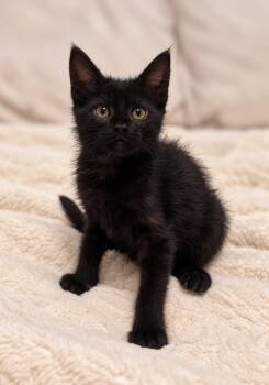 Violet C -  Domestic Short Hair Cat for Adoption in Fresno, California - Violet C | PetCurious