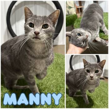 Rescue Domestic Short Hair Cats for Adoption in Pierceton, Indiana - Manny | PetCurious