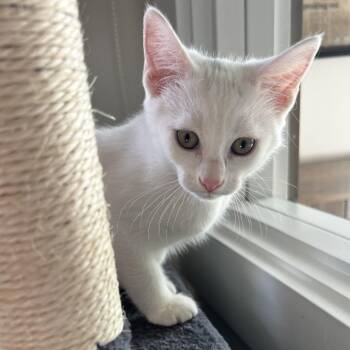Domestic Medium Hair Cats Available for Adoption in Juno Beach, Florida - Dancing Queen | PetCurious