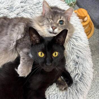 Ray & Sneezy -  Domestic Long Hair and Domestic Short Hair Cat for Adoption - Ray & Sneezy | PetCurious