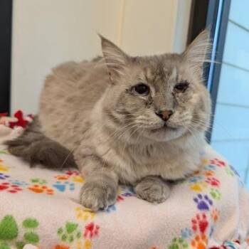 Jasper -  Siamese Cat for Adoption in Rochester, Minnesota - Jasper | PetCurious