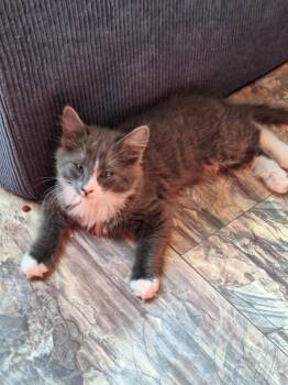 Rescue Domestic Medium Hair Cats for Adoption in Union Gap, Washington - Soulful | PetCurious