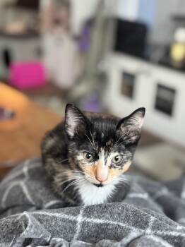 Rescue Calico Cats for Adoption in Fountain Valley, California - Pebbles - All Energy Kitten | PetCurious
