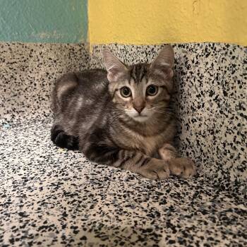 Kowalski -  Domestic Short Hair Cat for Adoption in Fresno, California - Kowalski | PetCurious