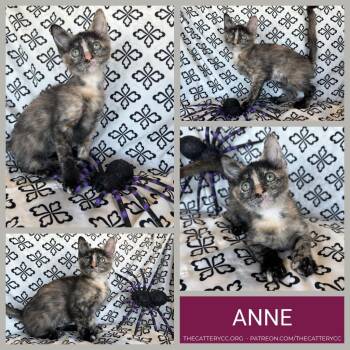 Anne -  Domestic Short Hair Cat for Adoption in Corpus Christi, Texas - Anne | PetCurious